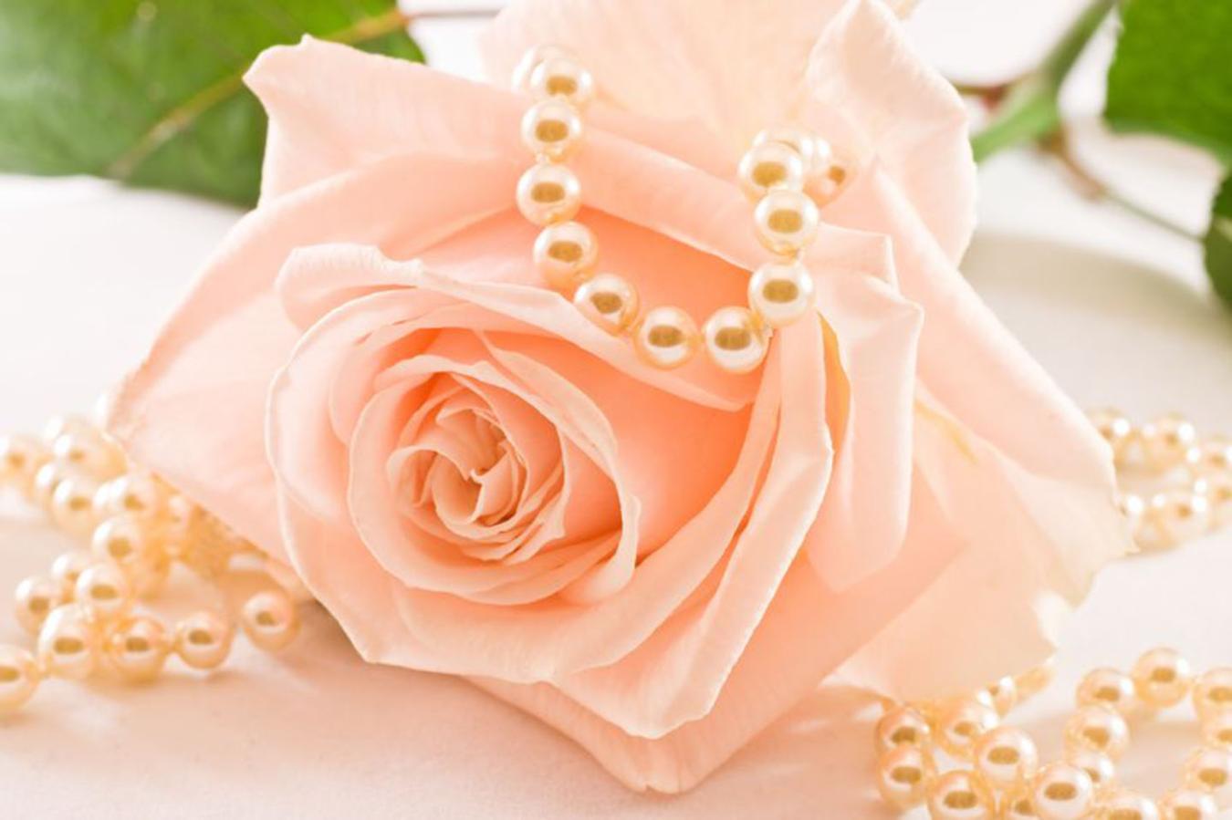 Розовые розы с жемчугом на белом фоне